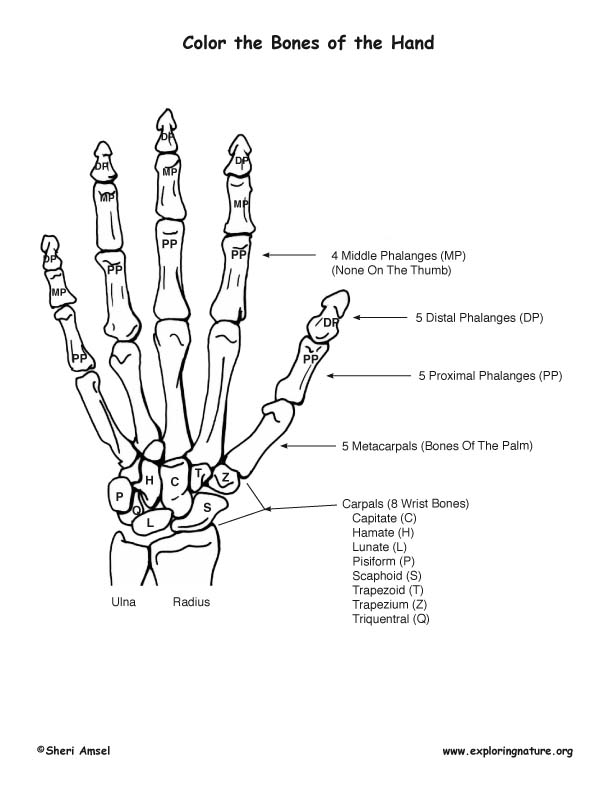 Download Bones of the Hand Coloring Page