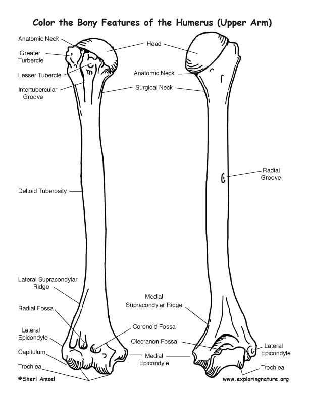 Humerus Boney Features Coloring Page