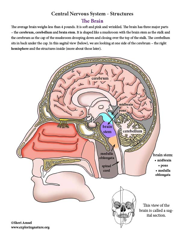 Nervous System Structures and Function (Advanced)