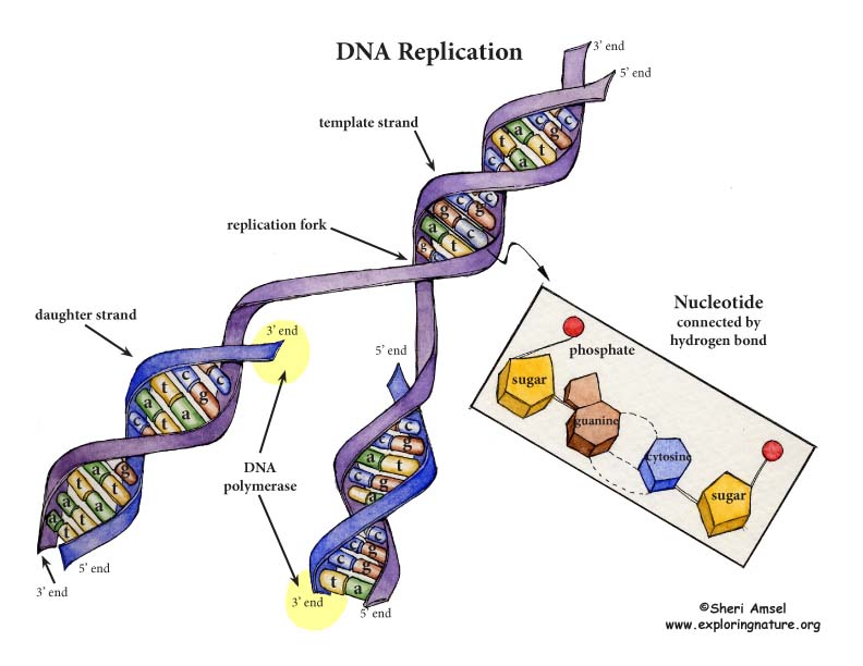 DNA Replication.