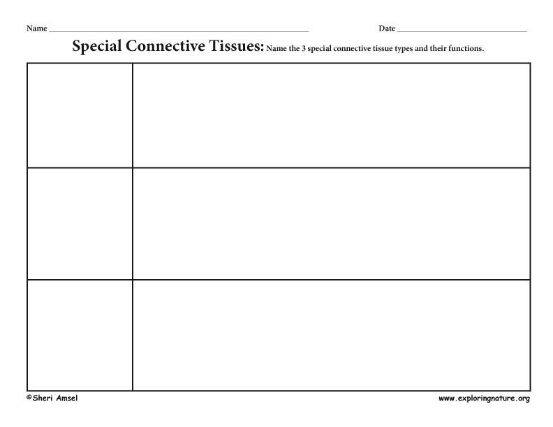 Connective tissue