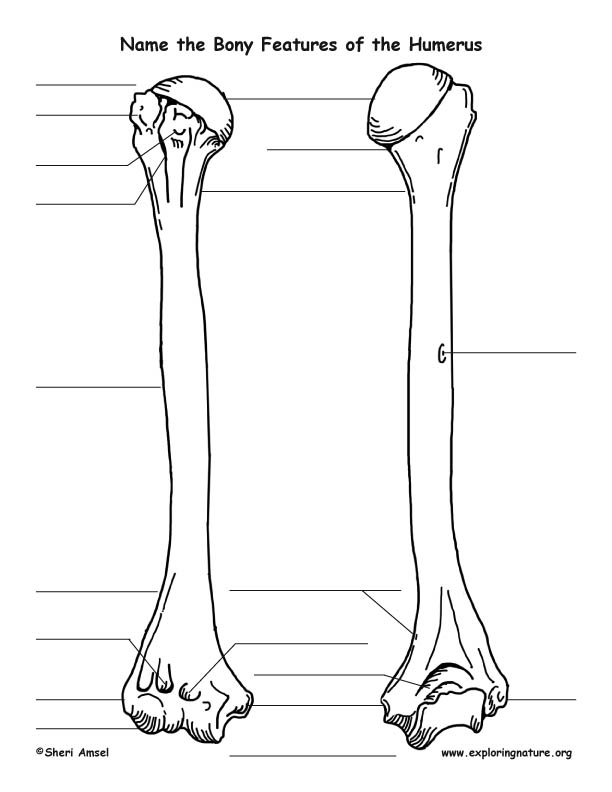 Humerus Bony Features