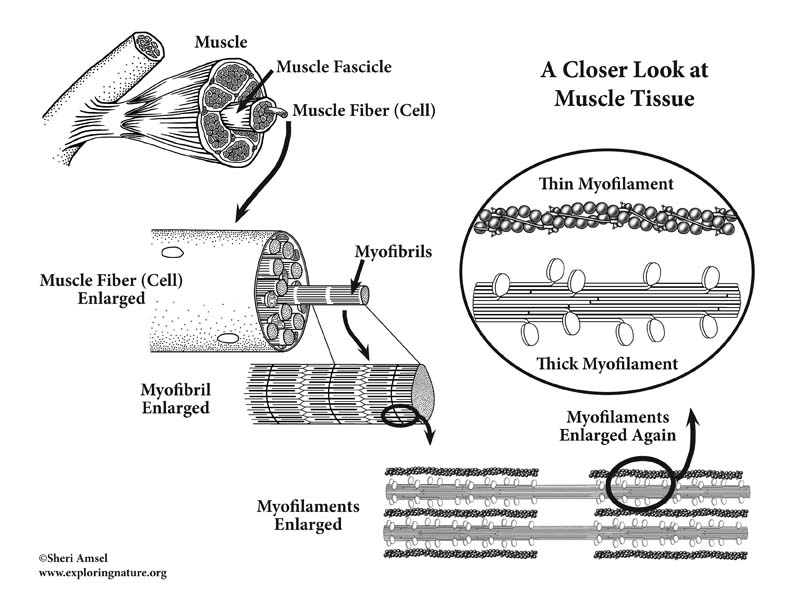skeletal-muscle-microscopic-anatomy