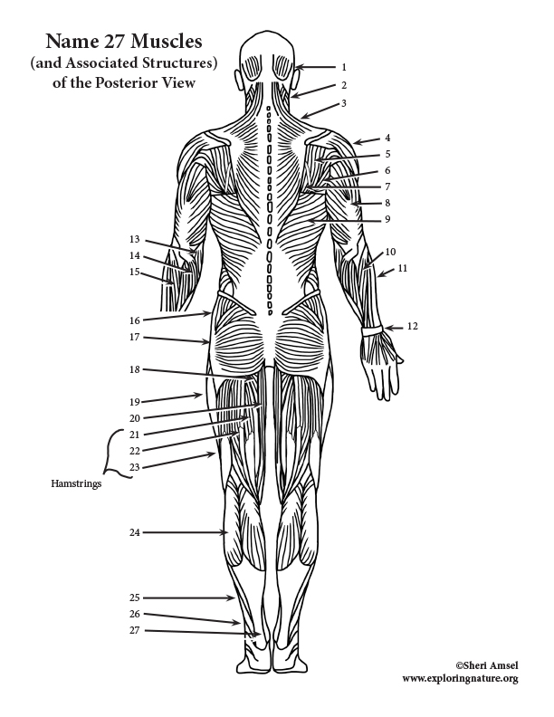 Muscles of the Posterior Body Labeling (HS-Adult)