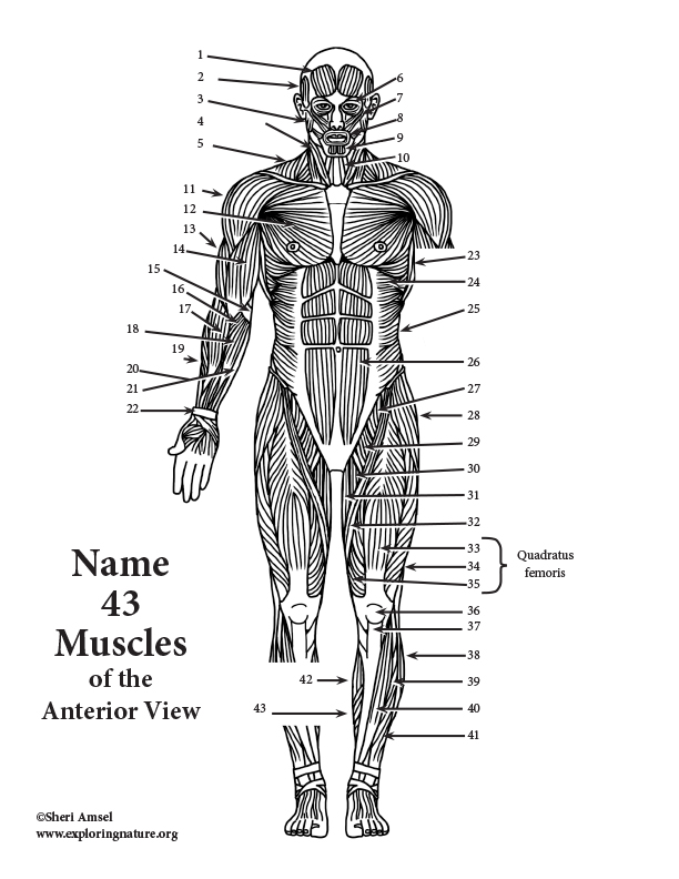 Anterior Muscles Of The Body Labeled Body Regions Lab