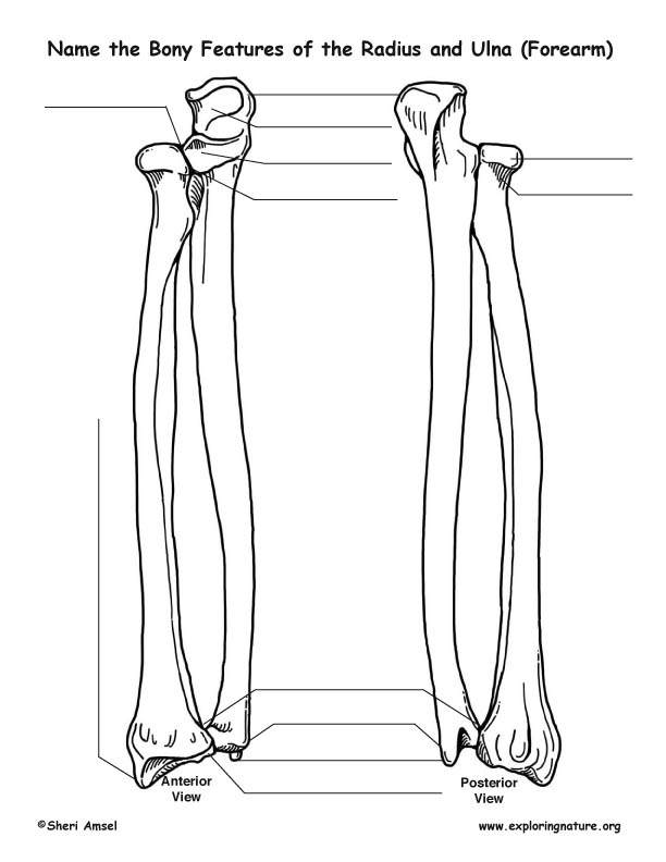 Radius and Ulna (Forearm) – Bony Features