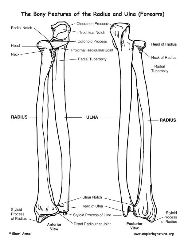 Radius And Ulna Labeled