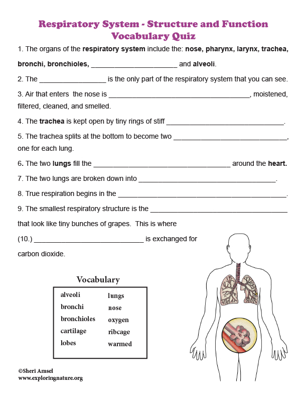 [DIAGRAM] 5th Grade Science Respiratory System Diagram Quiz FULL