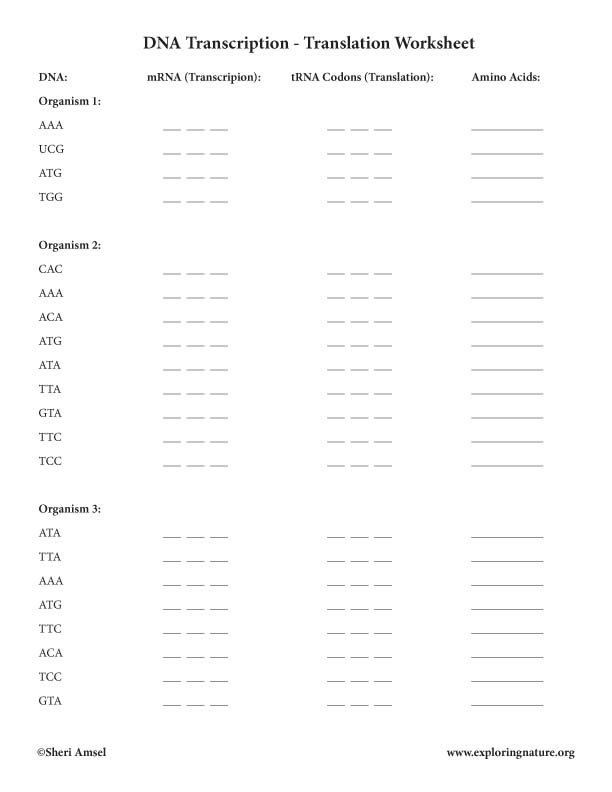 Proteins Synthesis Translation Worksheet Answers Promotiontablecovers Our printable translation worksheets contain a variety of practice pages to translate a point and translate shapes according to the given rules and directions. promotiontablecovers