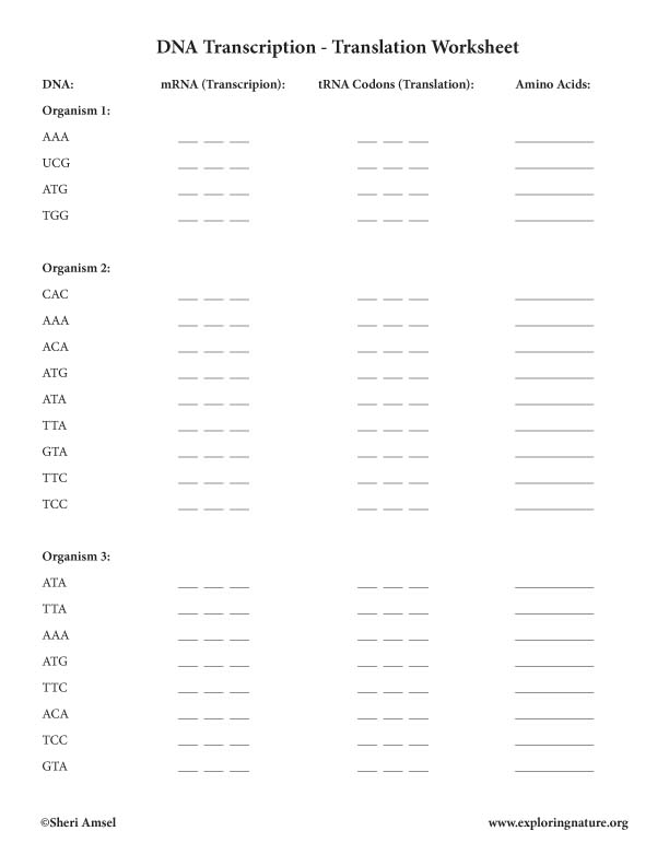 Transcription And Translation Worksheet