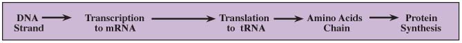 DNA Transcription and Translation 