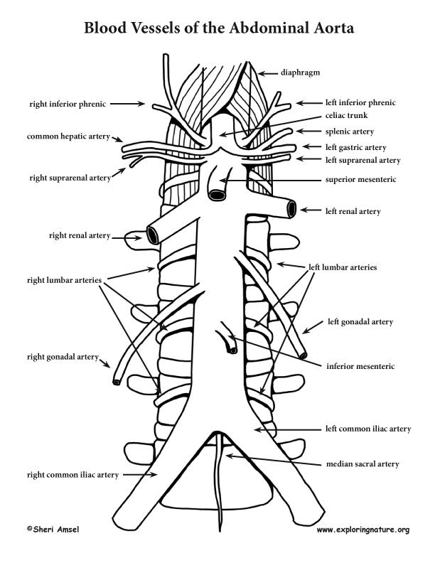 parietal branches of abdominal aorta