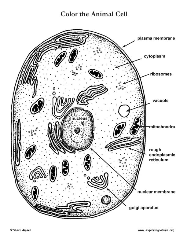 Printable Animal Cell Coloring Worksheet