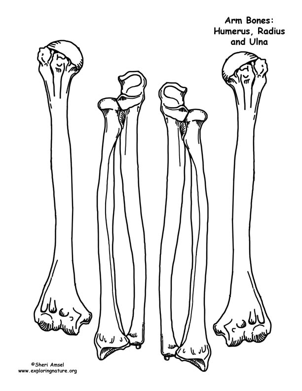 skeleton leg drawing