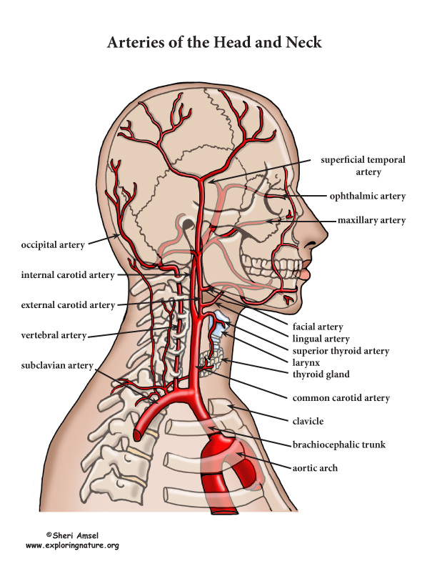 Arteries of the Head and Neck (Advanced*)