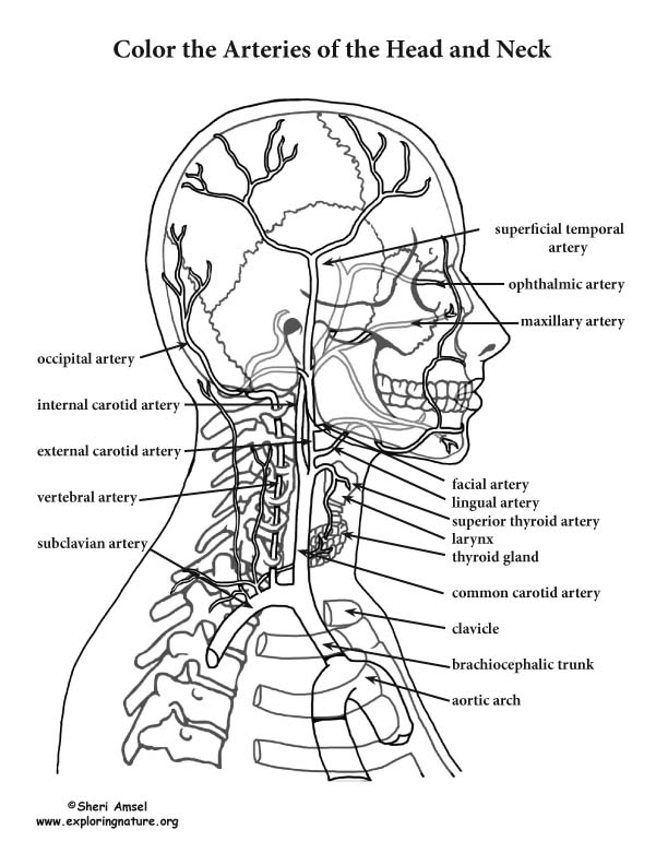Head And Neck Anatomy Diagram : muscle neck diagram blank labels