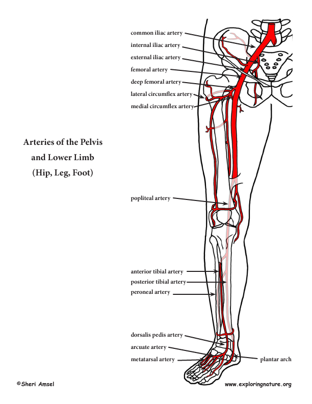 Lower Extremity Arteries Diagram Arteries Of The Lower Limb Thigh Leg