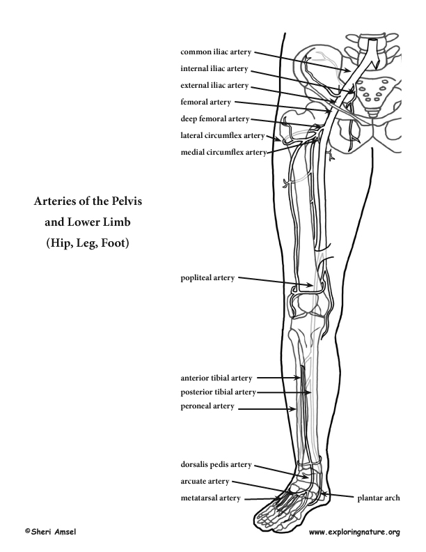 Arteries of the Lower Limb (Pelvis, Leg and Foot) (Advanced*)