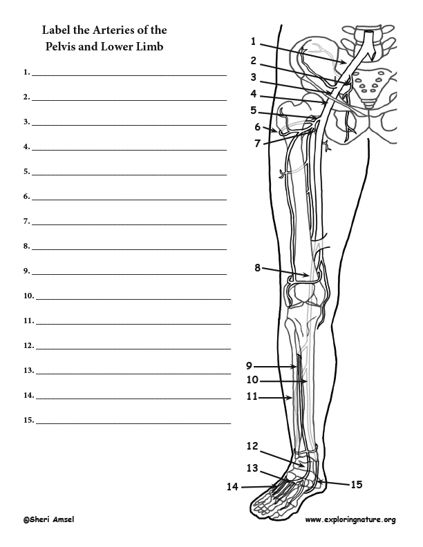 Arteries of the Lower Limb (Pelvis, Leg and Foot) Labeling