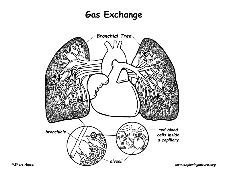 Pulmonary Circulation - Through Heart and Lungs (Advanced*)