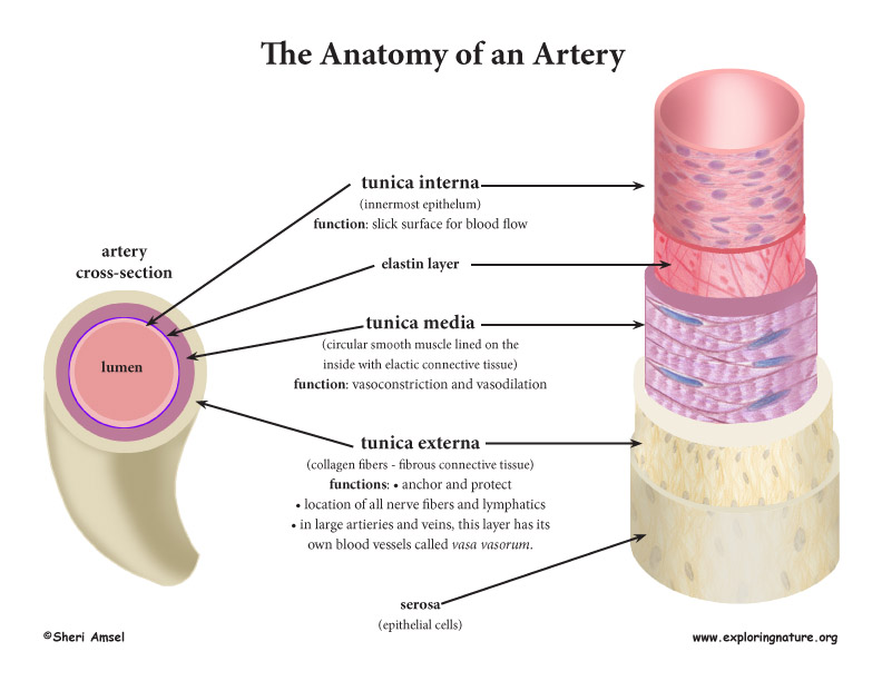 Blood Vessel Anatomy color.