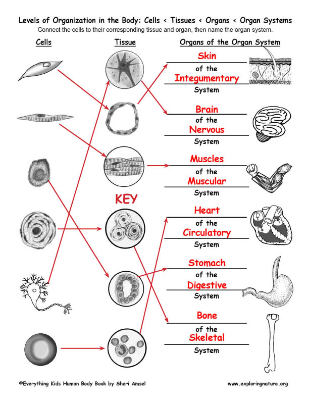 Animal Cells And Tissues Pdf / easy diagrams of plant and animal cell and tissues Science ... - This is what provides plant cells with a protective covering and gives the plant the rigidity it nee對ds to remain erect.