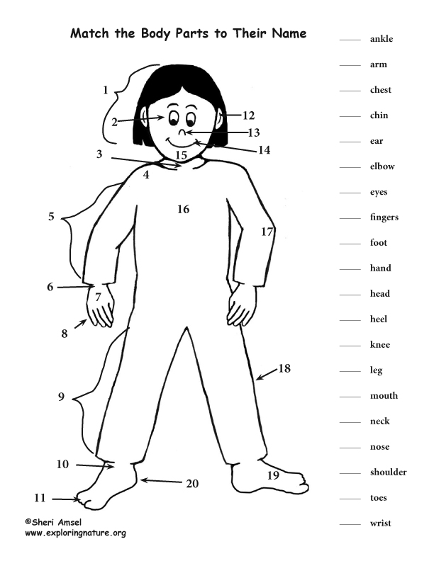 Body activities. Name the Parts of the body. Body Parts matching. Body Parts Match. Body Parts numbers.