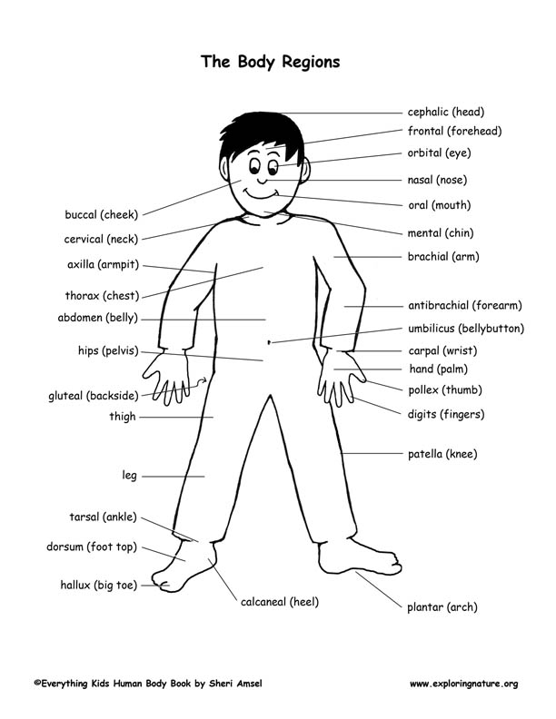 Anatomy Body Regions - Anatomical Charts & Posters