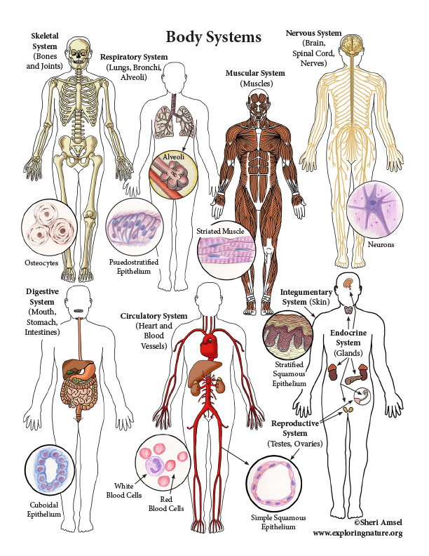 Body Systems (Advanced)