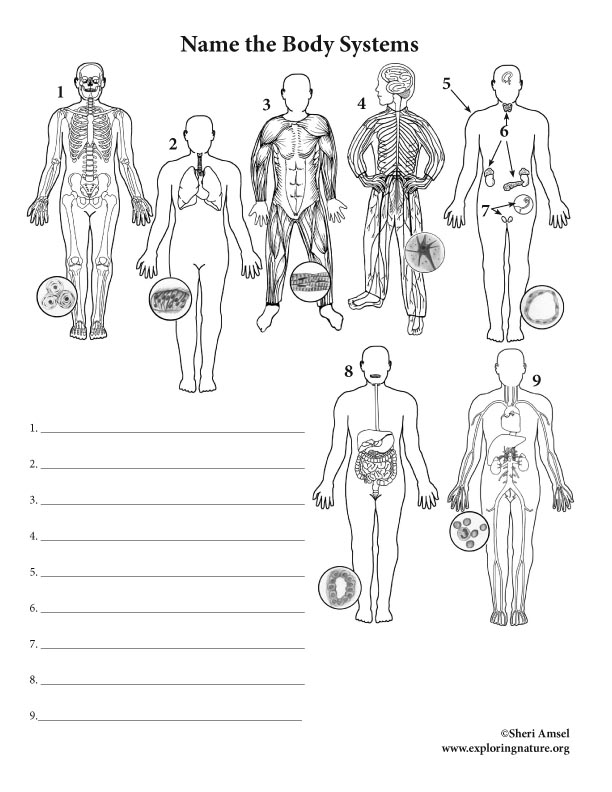 drawing of human body and label