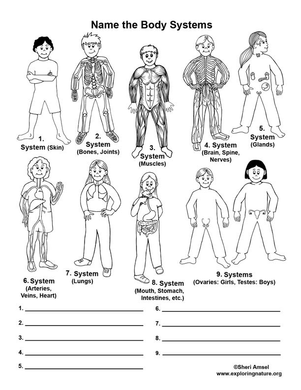 Human Body System Printable 1st Grade Free Printable Download