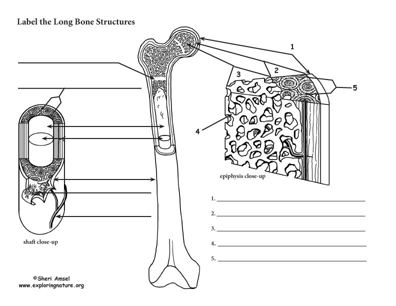 Bone Anatomy Labeling