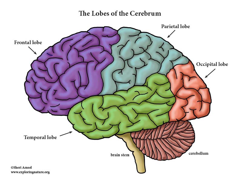 Brain Structures and Lobes - Mini-Posters