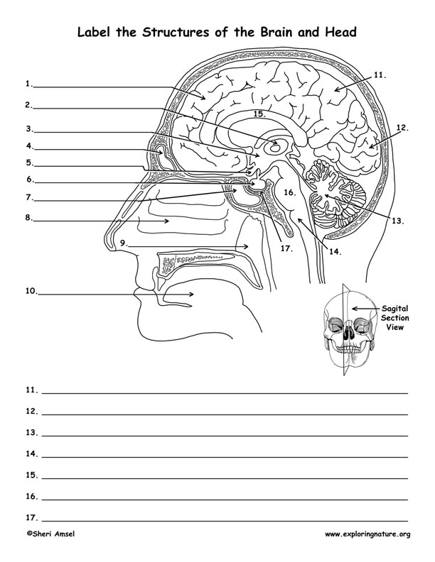 Brain - Structures Viewed in Sagital Section