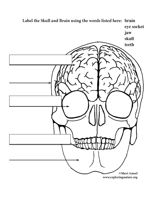 Brain and Skull Labeling (Elementary)