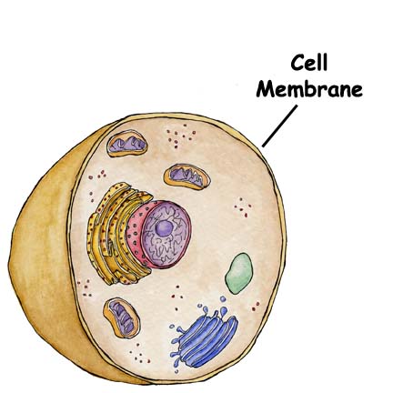 membrane