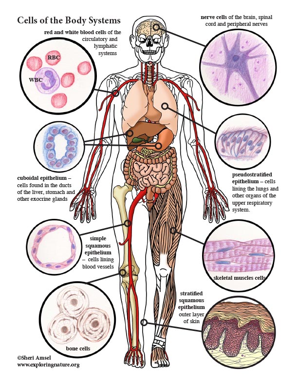 Muscles In The Body Diagram Simple - Unlabeled Muscular System Diagram