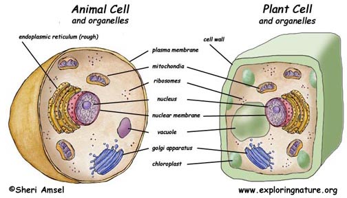 Cell Organelles