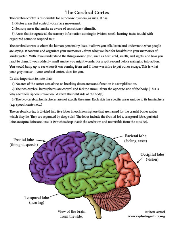 Cerebral cortex: Structure and functions