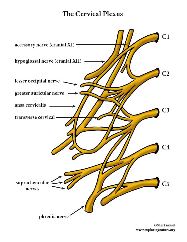 cervical plexus