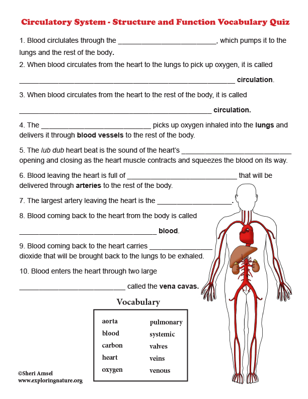 the circulatory system assignment