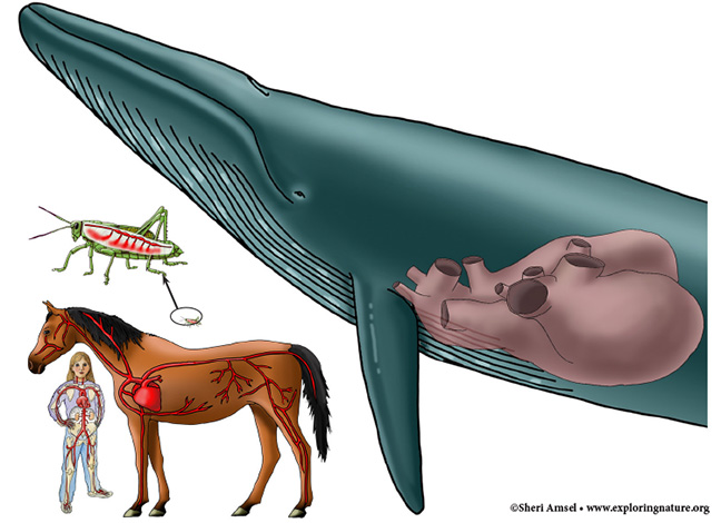 Compare Your Heart to Other Animals - Read and Research Compare Your Heart to Other Animals - Read and Research