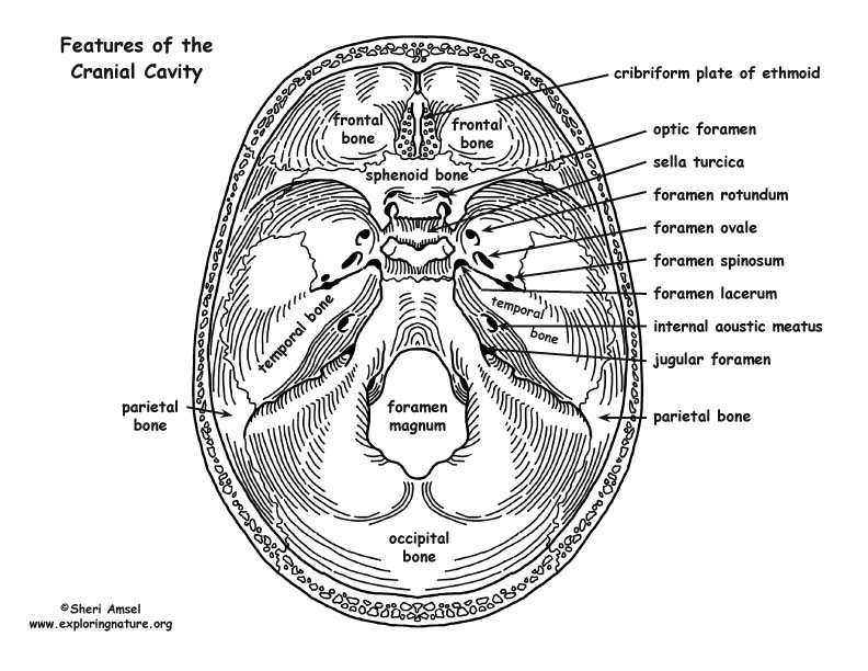 Skull - Bony Features