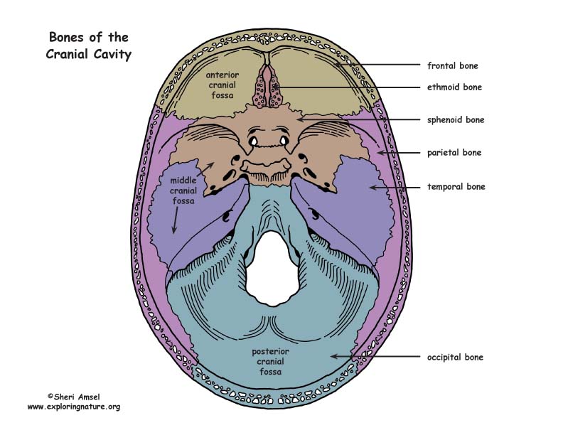 Skull - Bones of the Cranial Cavity