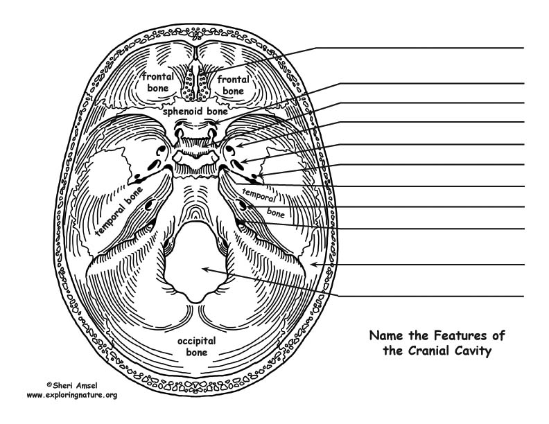 Skull Cranial Cavity Labeling Page