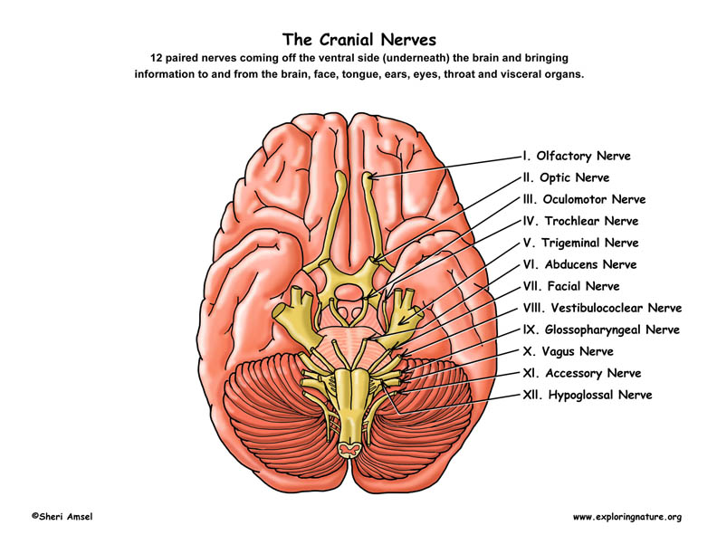 Cranial Nerves of the Brain (12 Pairs)