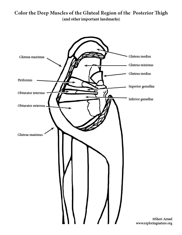 Muscles of the Thigh and Hip (Posterior) Coloring