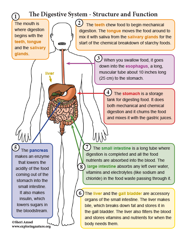 Digestive System Structure And Function, 44% OFF