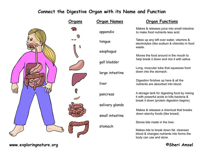 Organs of the Digestive System Activity Sheet