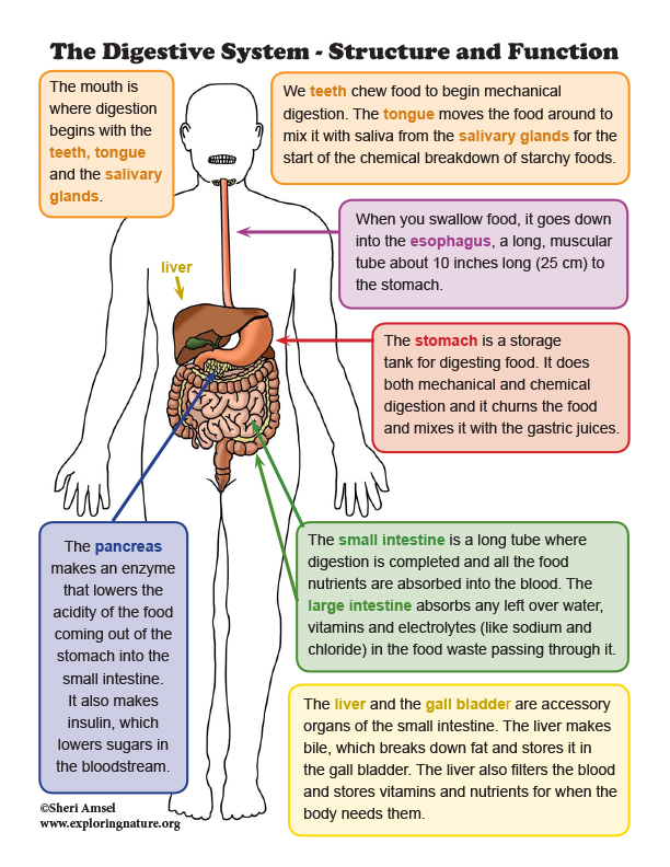 essay about the digestive system